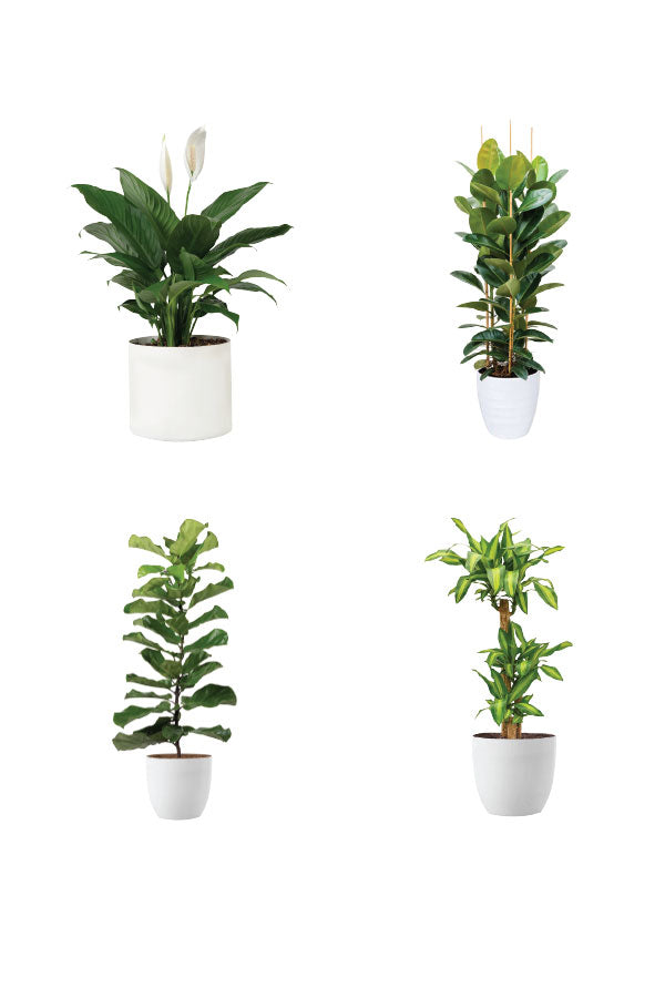 Greensphere - Corporate Package