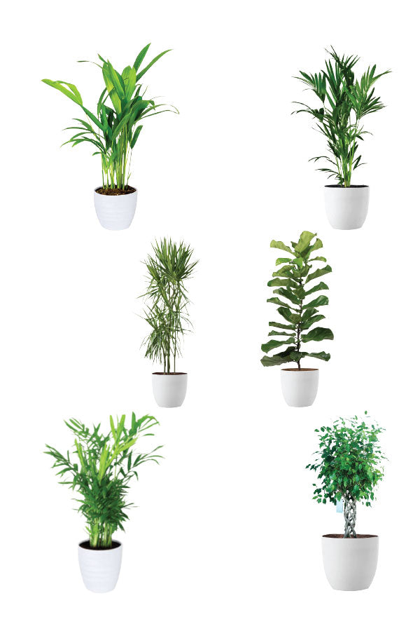 Greensphere - Corporate Package