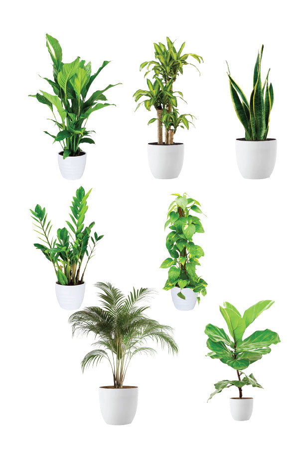 Greensphere - Corporate Package