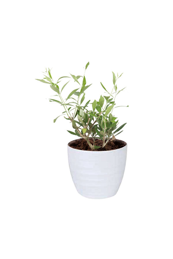 Olive Dwarf Indoor Plant (Olea Europaea) in a terracotta pot with soft green foliage