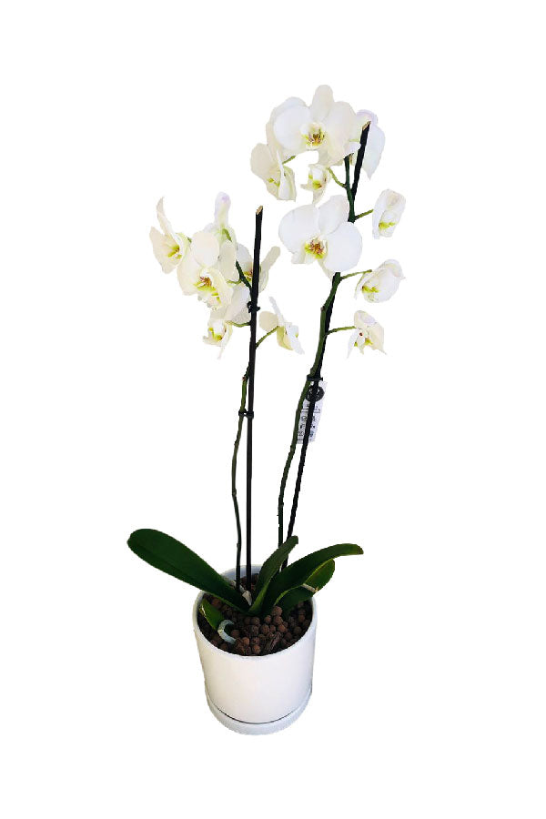 Orchid Plant - Elegant Corporate Plant