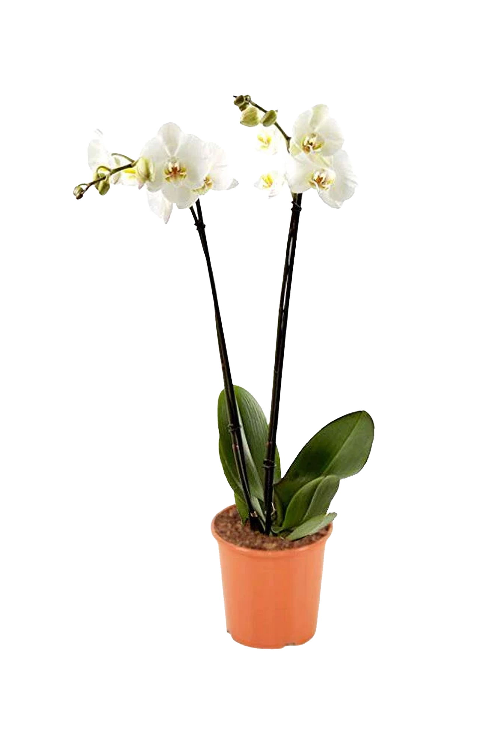 Orchid Phalaenopsis - White Orchid