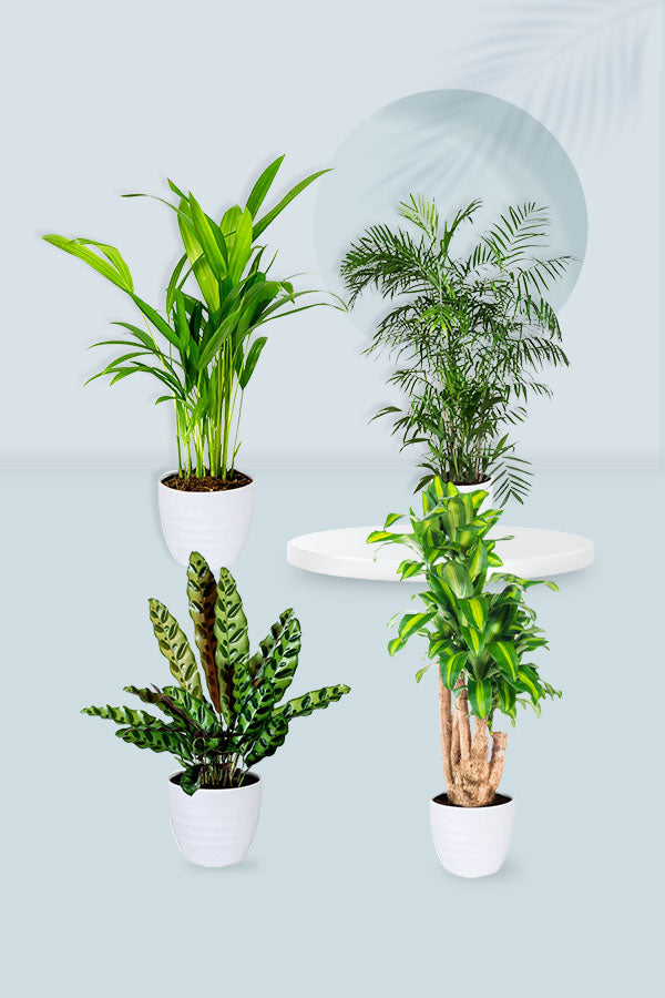 Pet Friendly Tall Plants Pack