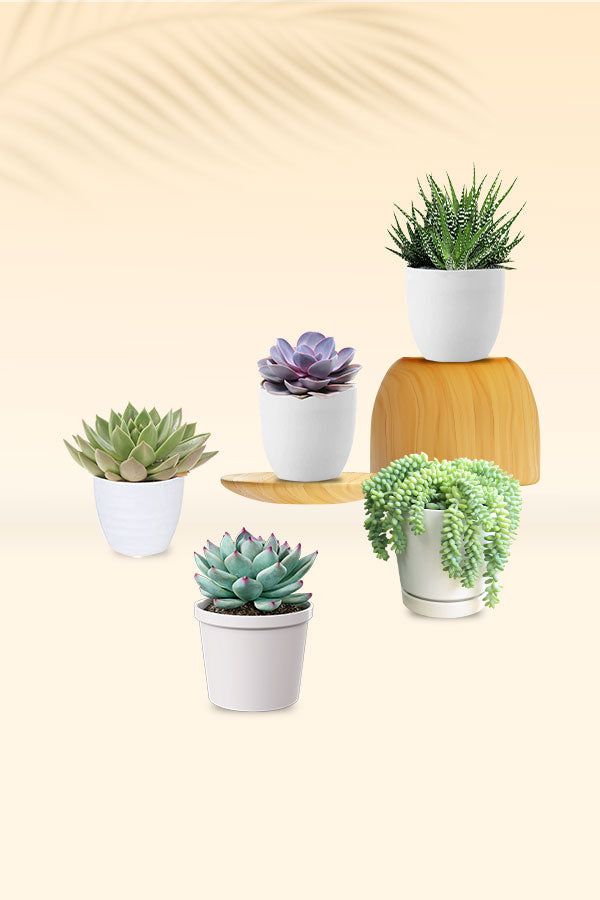 Pet Safe Succulent Pack