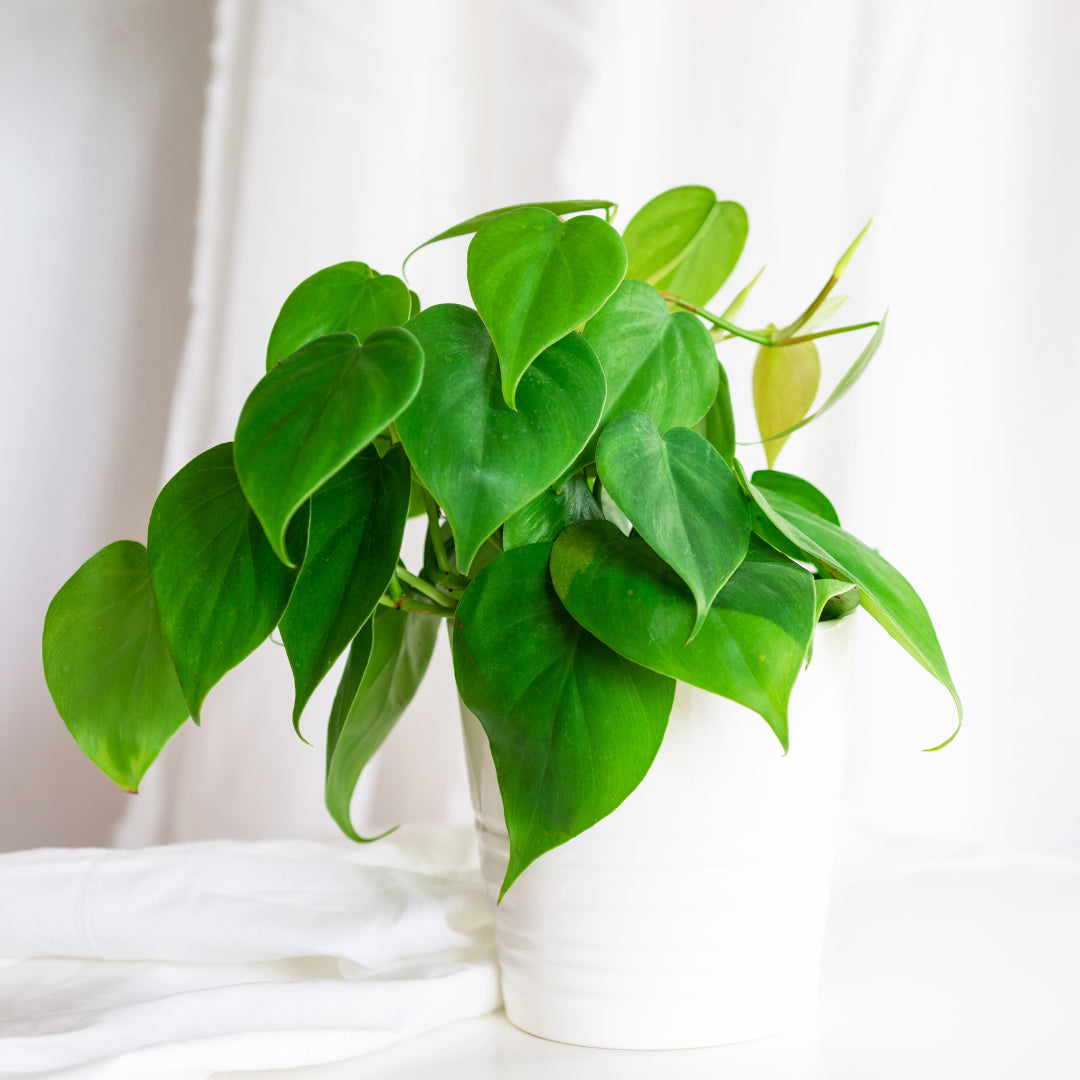 Philodendron Hederaceum - Air Purifying Plant