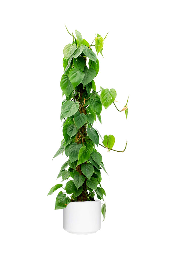 Philodendron Scandens (Heart Leaf Philodendron) – Air Purifying Indoor Plant with Heart-Shaped