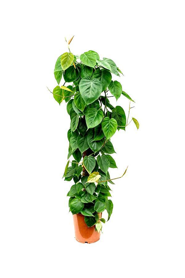 Philodendron Scandens - Heart Of Green