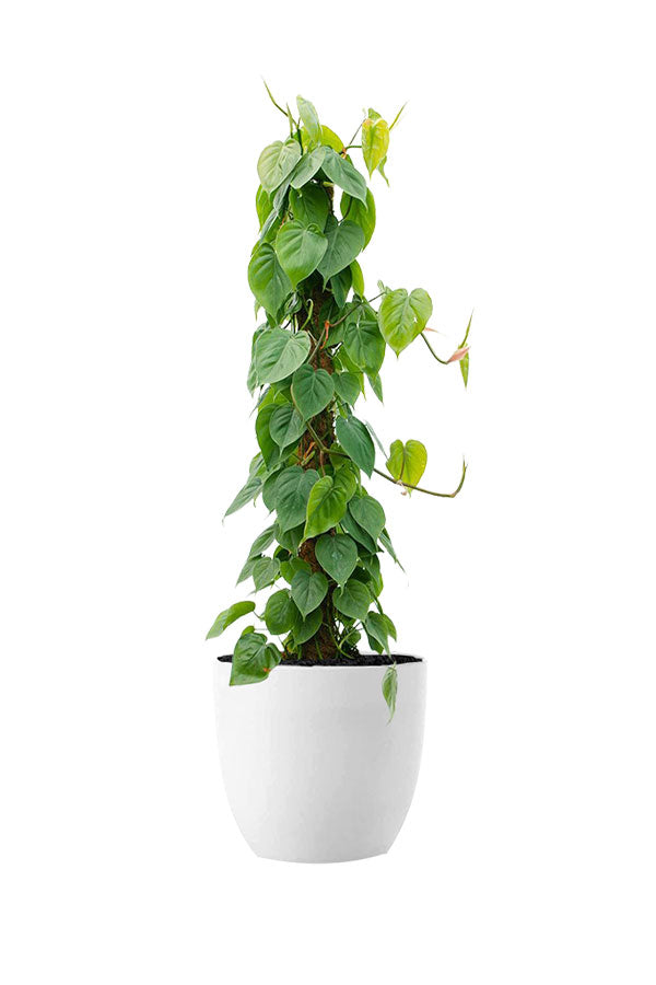 Water Plants Set Pack