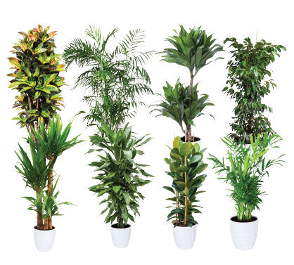 Green Care - Medical Package