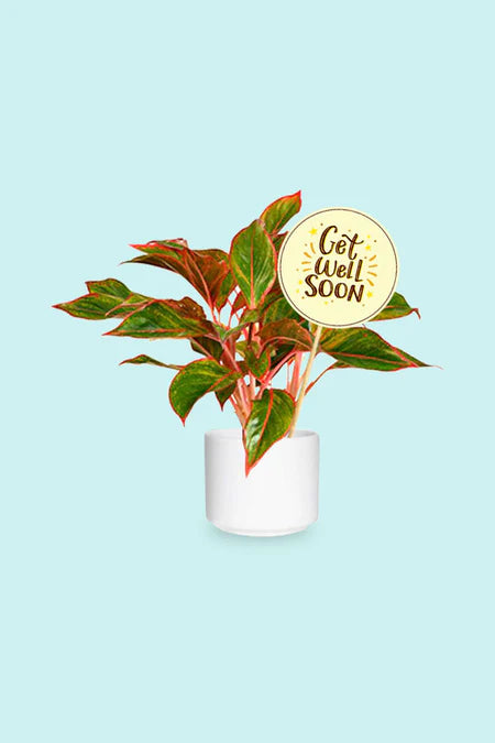 Aglaonema Greenery Plant in luxury ceramic pot – perfect indoor gift for recovery and wellness