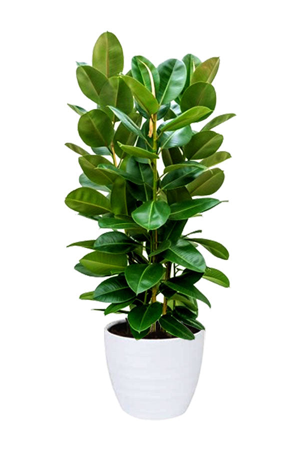 Rubber Plant Robusta (Ficus Elastica) – Indoor Air Purifying Plant in a Decorative Planter