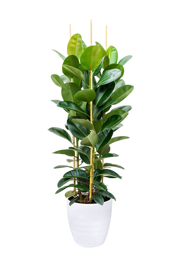 Fast-Growing Tall Greens Pack