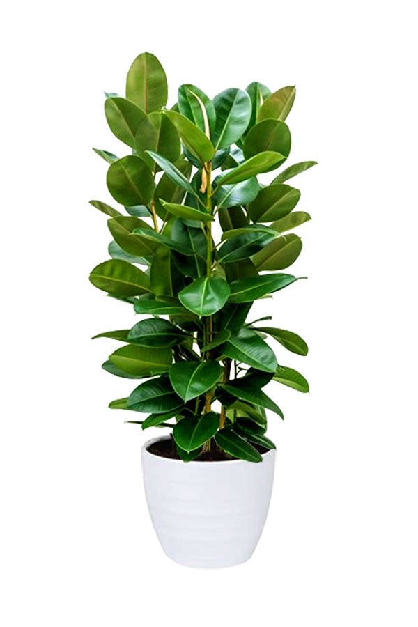 Green Fit - Gym Packages