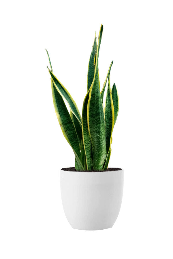 Indoor Ferns Decor Pack