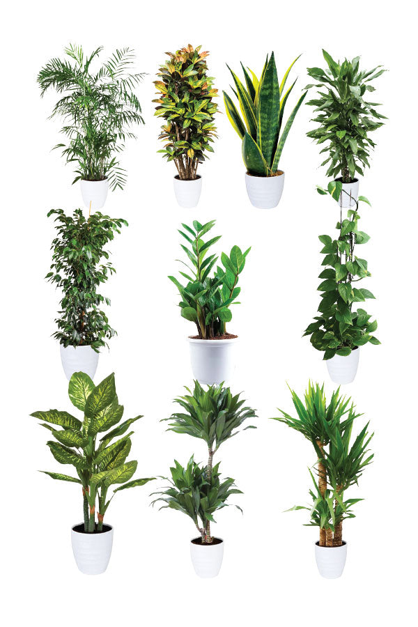 Green Scholars - Education Package