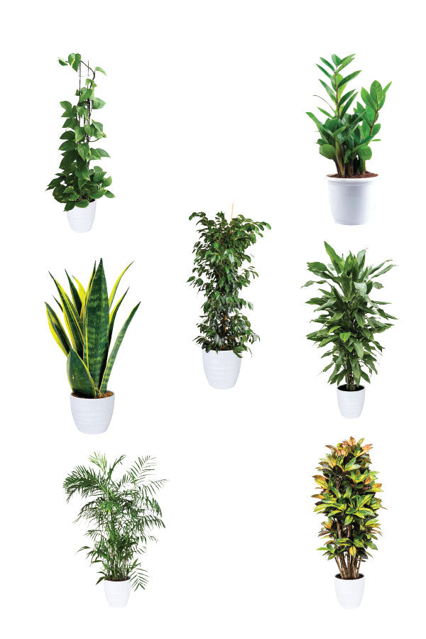 Green Scholars - Education Package