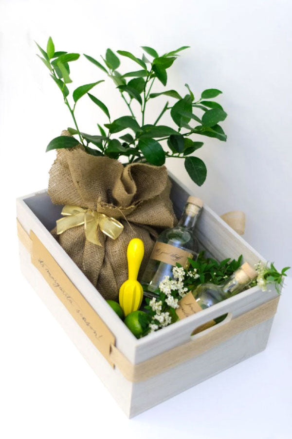 Memory Lane Plant Gift Box