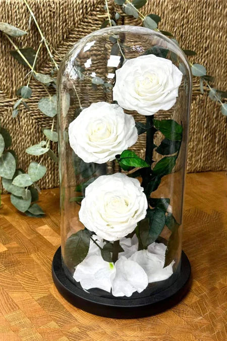 Serenity White Blossom Gift – white flowering plant in elegant white planter for sympathy, get well soon, or peaceful home decor