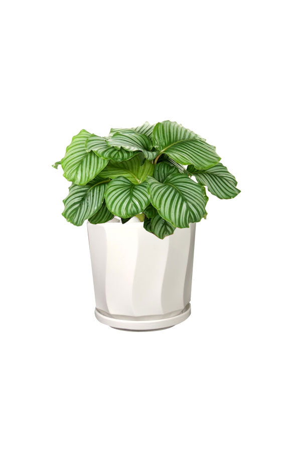 Calathea Orbifolia – Goeppertia orbifolia in designer pot for indoor luxury decor