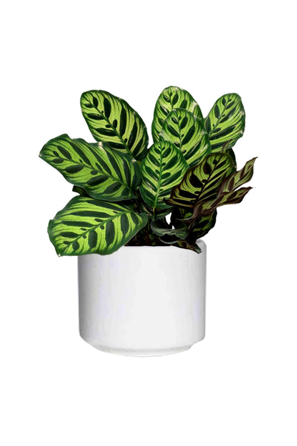 Calathea Peacock (Calathea Makoyana) Indoor Plant