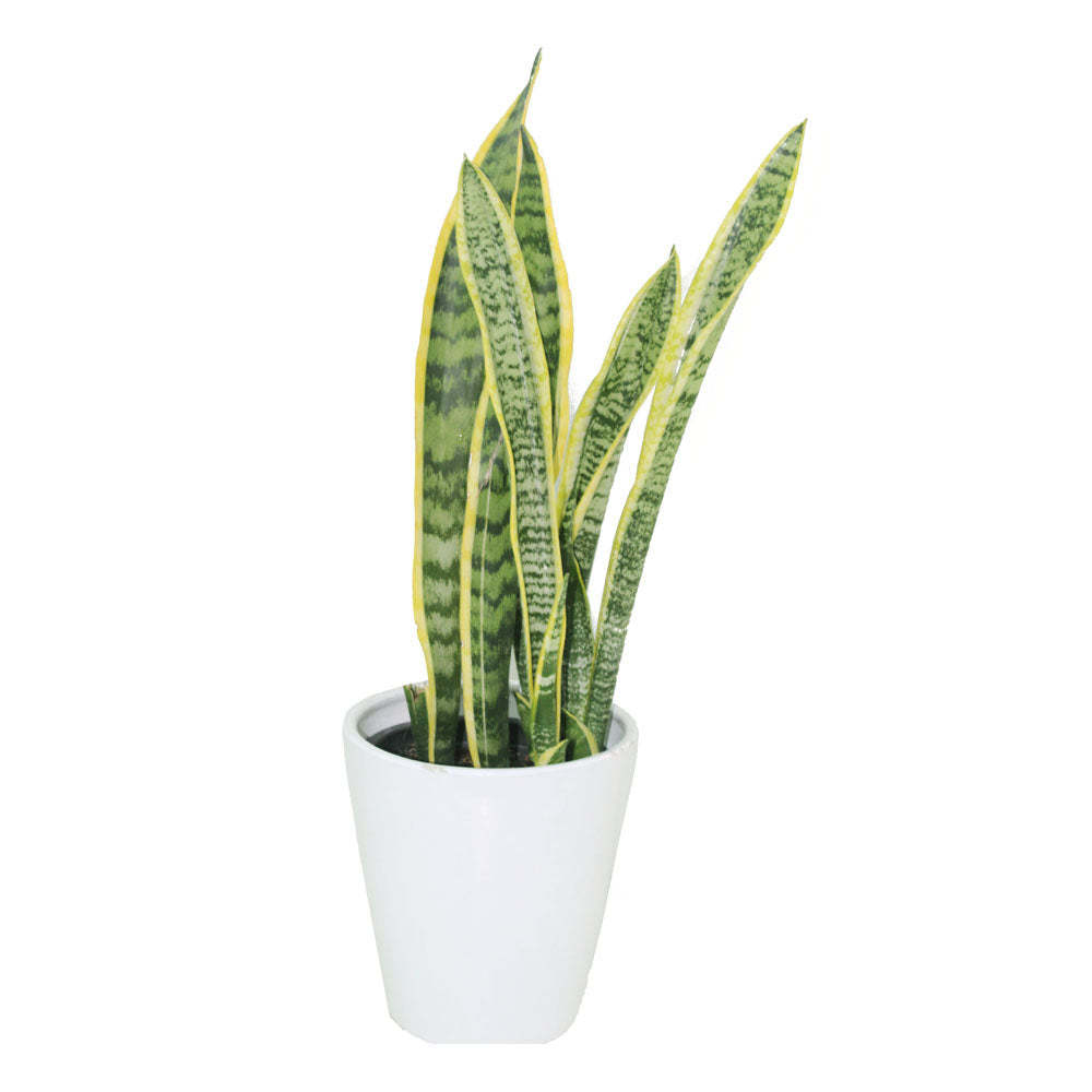 Snake Plant Indoor (Sansevieria Trifasciata) – Low Maintenance & Air Purifying Plant from Green Decor UAE