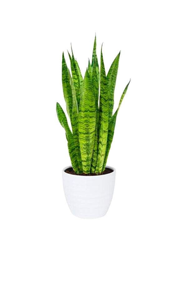 The Sleep Better Indoor Plant Bundle