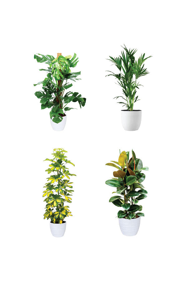 Green Aura - Spa Package