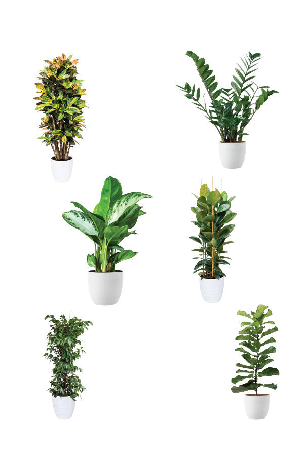 Green Aura - Spa Package