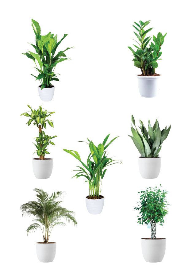 Green Aura - Spa Package