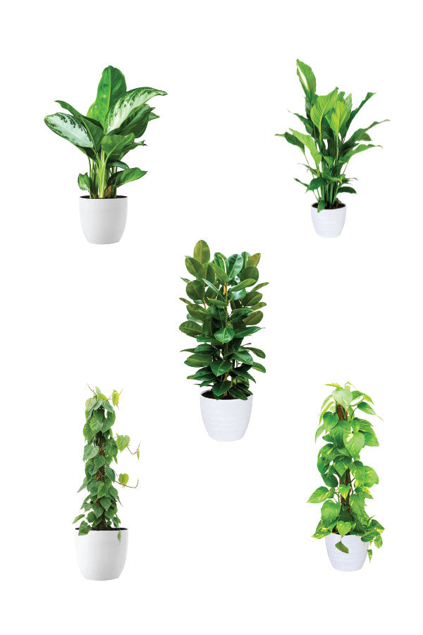 Green Aura - Spa Package