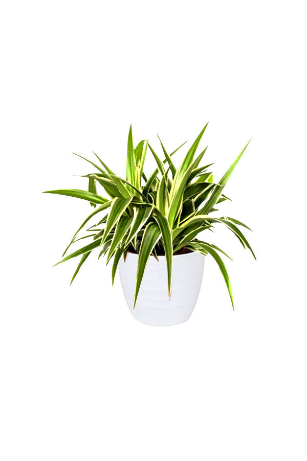 spider plant air purifying Spider Plant – Chlorophytum comosum | Air Purifying Plant