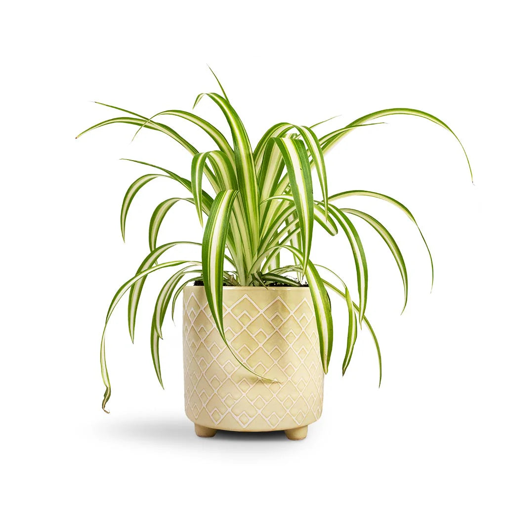 Spider Plant - Chlorophytum comosum