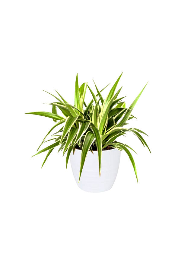 Indoor Hanging Jungle Pack