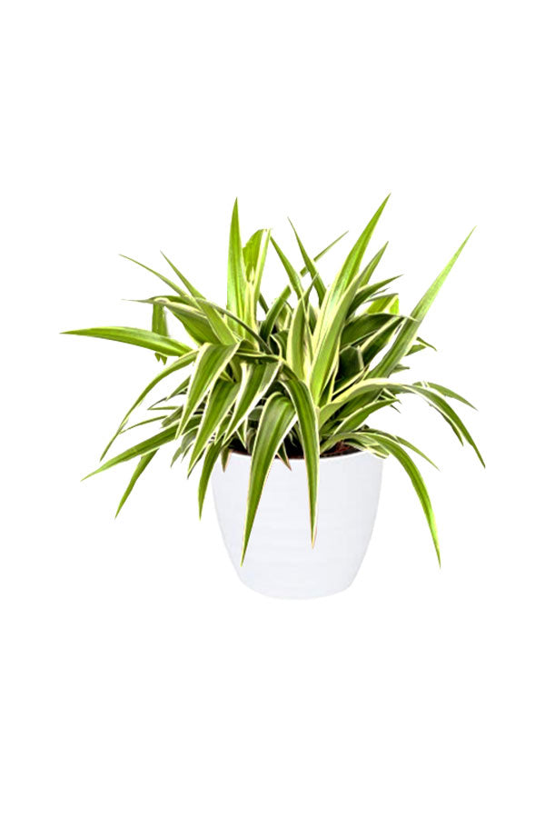 The Sleep Better Indoor Plant Bundle