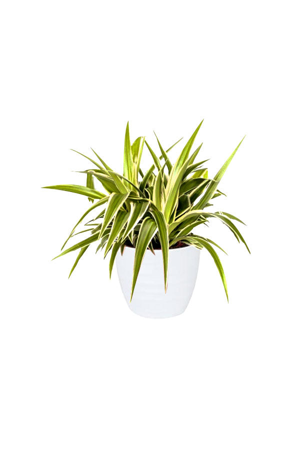 Pet Safe Mini Jungle Pack