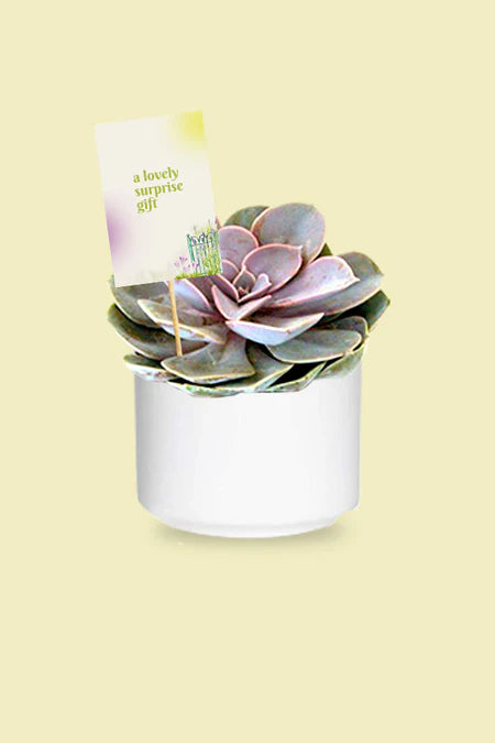 Strong & Steady Succulent Set Gift For Husband