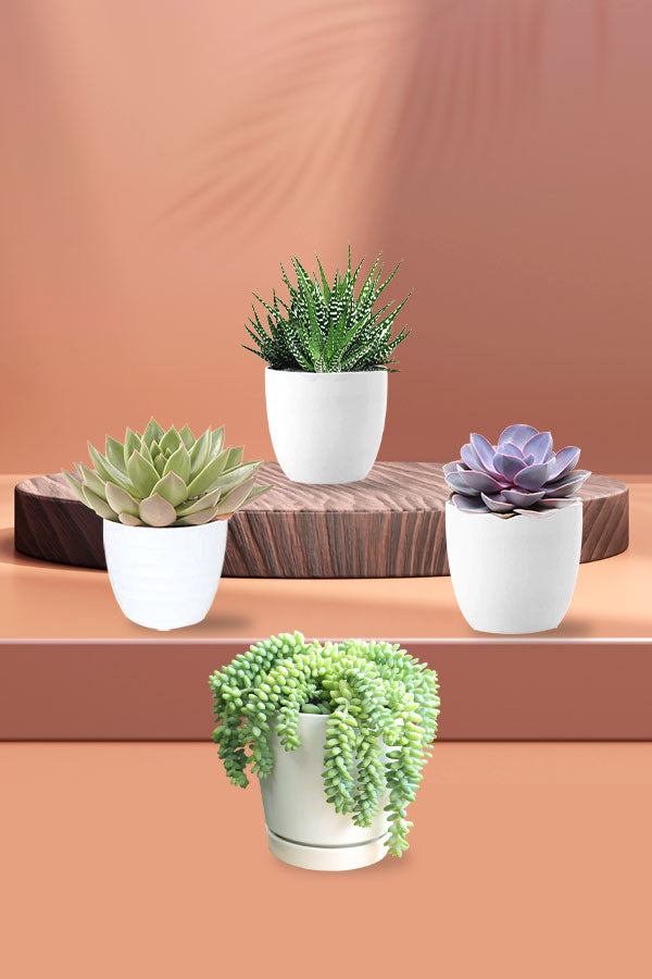 Succulent Prestige Pack