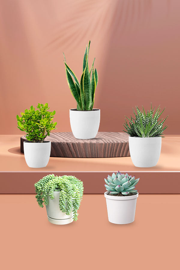 Succulent Starter Pack