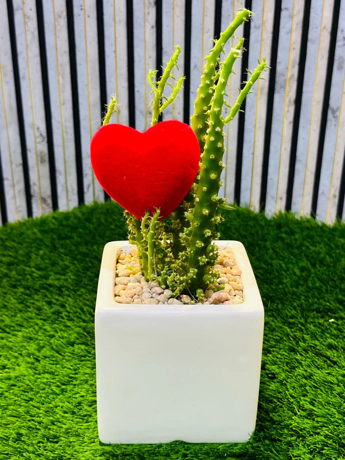 Sweet Heart Succulent Set – heart-shaped succulents in romantic planters for Valentine’s Day or anniversary gifts