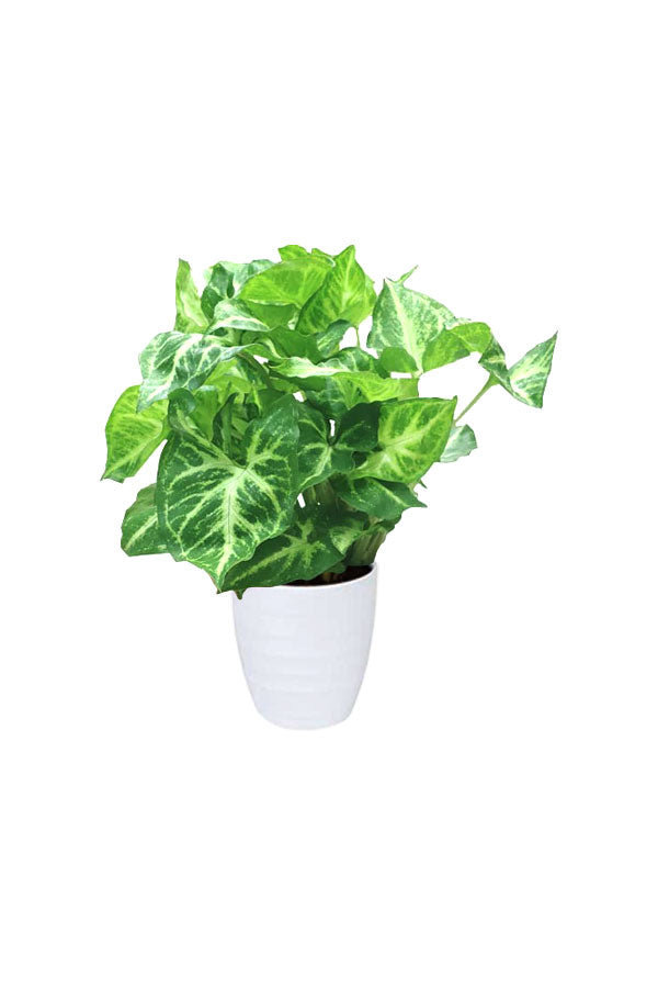 Syngonium Pixie Butterfly Plant in White Ceramic Indoor pot – GreenDecor Riyadh