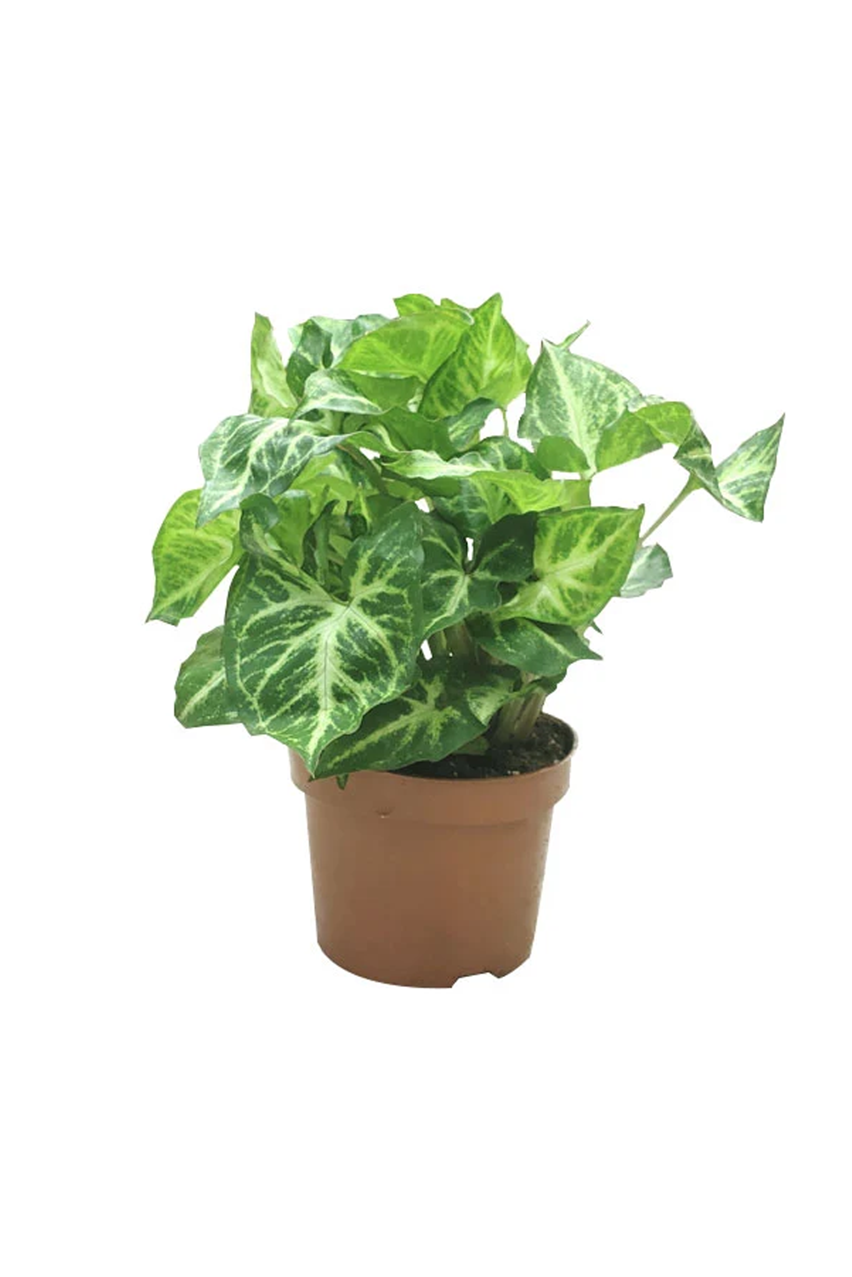 Syngonium Pixie - Butterfly Plant