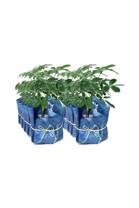 Thoughtful Green Planter – modern indoor plant in ceramic pot, ideal for gifting and stylish green decor in Riyadh