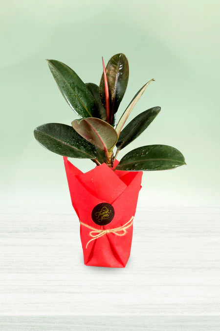 Elegant Rubber Plant in Red Wrap