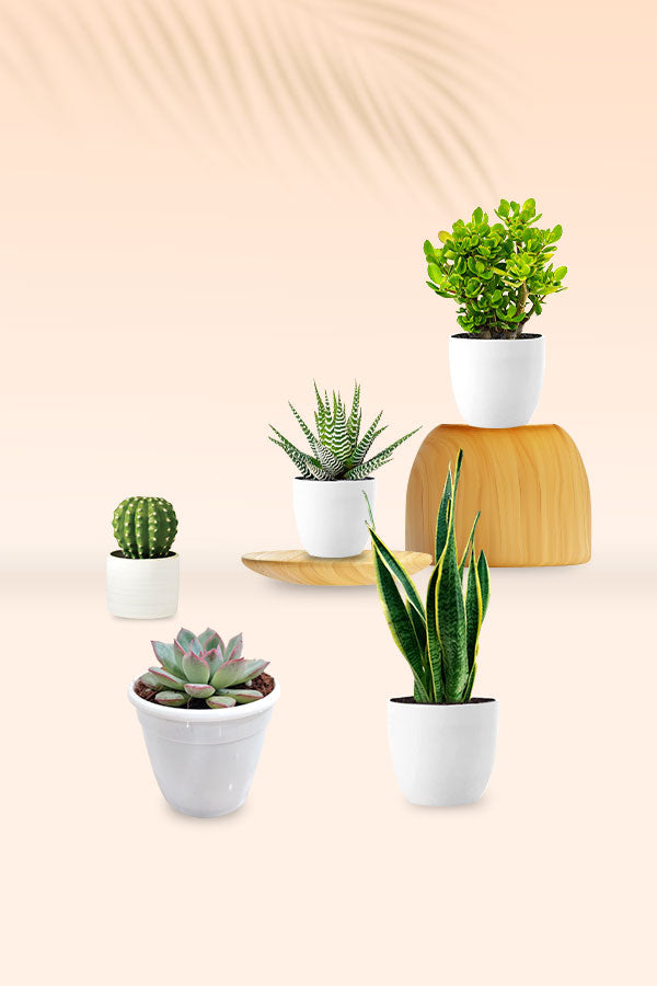 Tiny Terrain Garden Pack