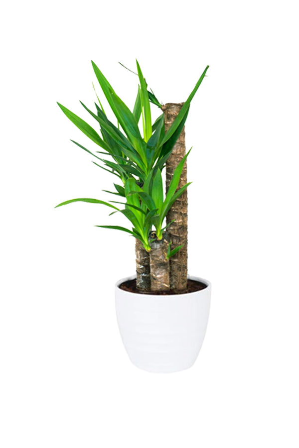 Snake Plant Indoor (Sansevieria Trifasciata) – Low Maintenance & Air Purifying Plant from Green Decor UAE