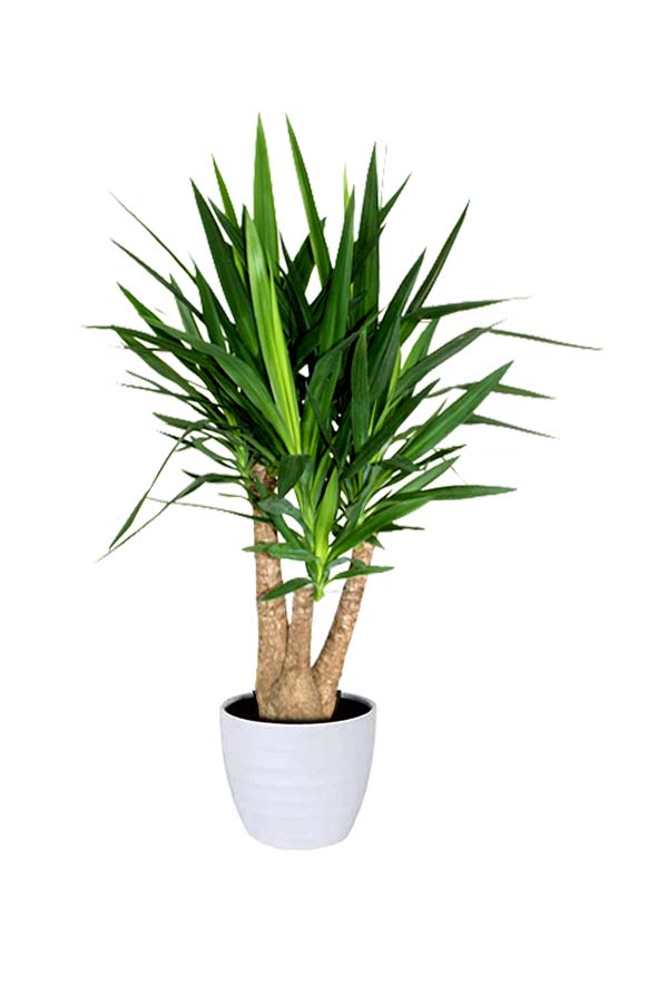 Yucca Branched Indoor Plant