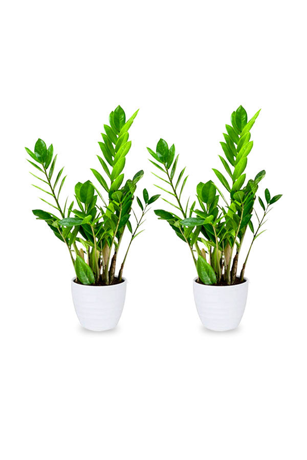 ZZ Plant (Zamioculcas Zamiifolia) – Low Maintenance Air-Purifying Indoor Plant with Glossy Dark Green Leaves