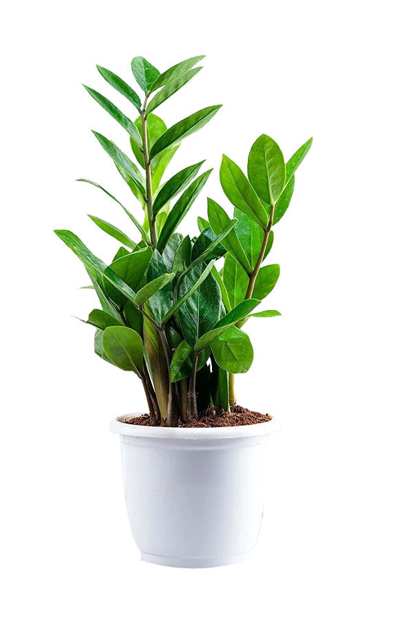 Fast-Growing Tall Greens Pack