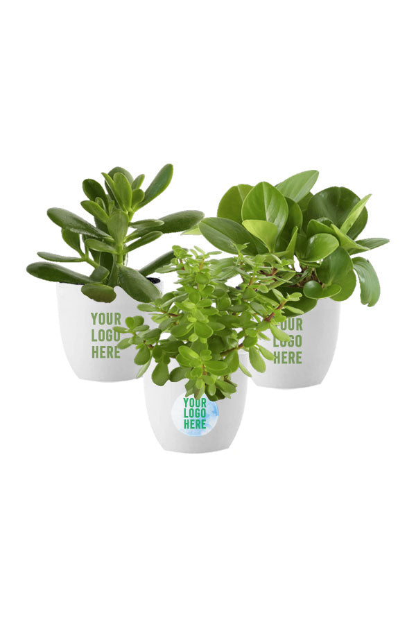 Trio Succulent Green Corporate Gift Set