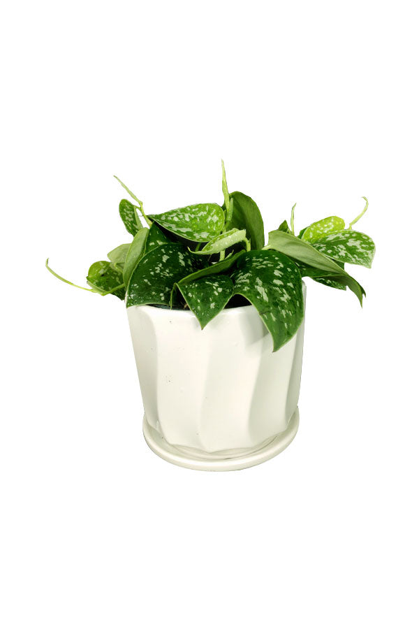Satin Pothos (Scindapsus Pictus) trailing from a white ceramic planter with silver-dappled leaves